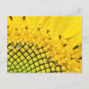 Carte Postale quart de soleil