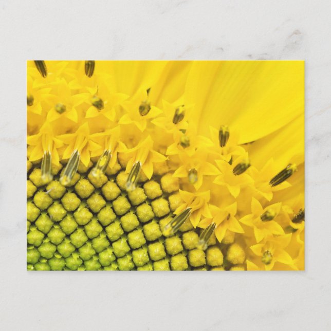 Carte Postale quart de soleil (Devant)