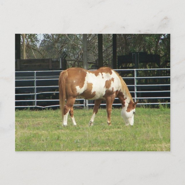 Carte Postale Quarterhorse (Devant)