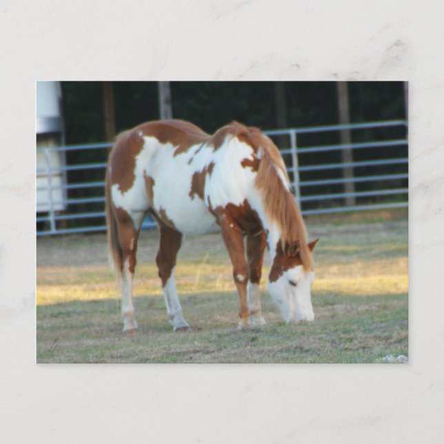 Carte Postale Quarterhorse 3 (Devant)