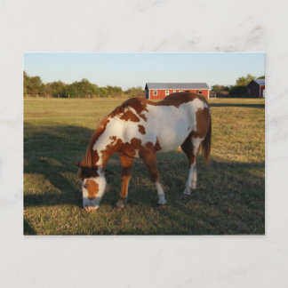 Carte Postale Quarterhorse 4