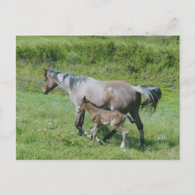 Carte Postale Quartier Cheval Mare avec Foie sur le côté (Devant)