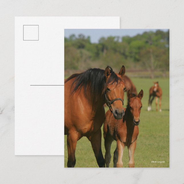 Carte Postale Quartier Cheval Mare et poulain debout (Devant / Derrière)