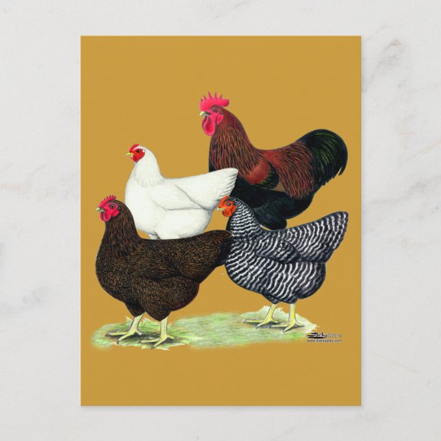 Carte Postale Quartier de Plymouth Rock (Devant)