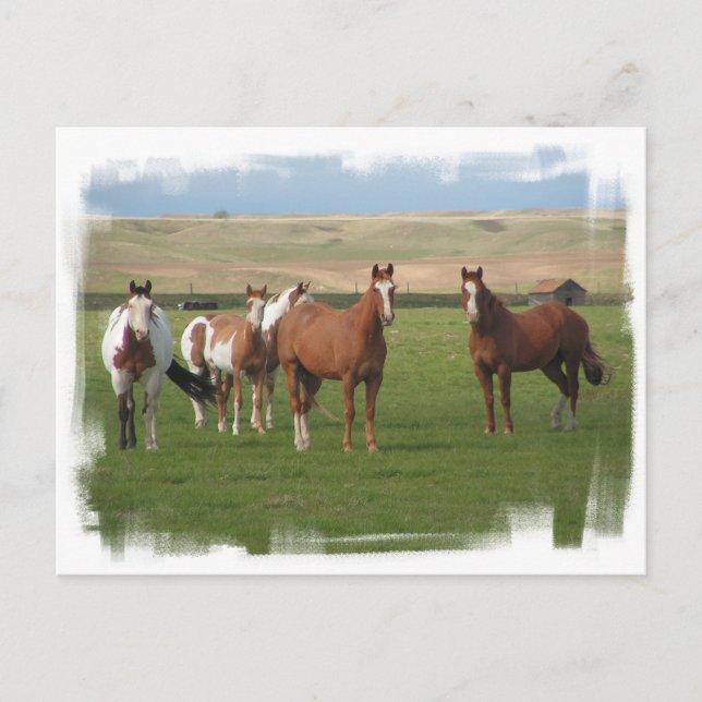 Carte postale Quartier Horse Herd (Devant)
