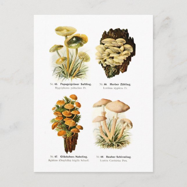 Carte Postale Quatre champignons (Devant)