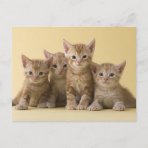 Carte Postale Quatre chatons à air court américains