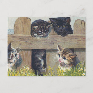 Carte Postale Quatre Chatons Jouant Illustration Vintage