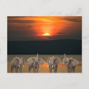 Carte Postale Quatre éléphants heureux