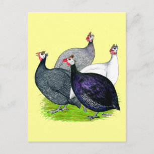 Carte Postale Quatre Guineas