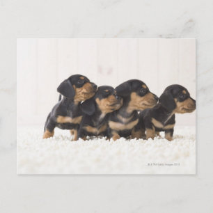 Carte Postale Quatre Mini Dachshund