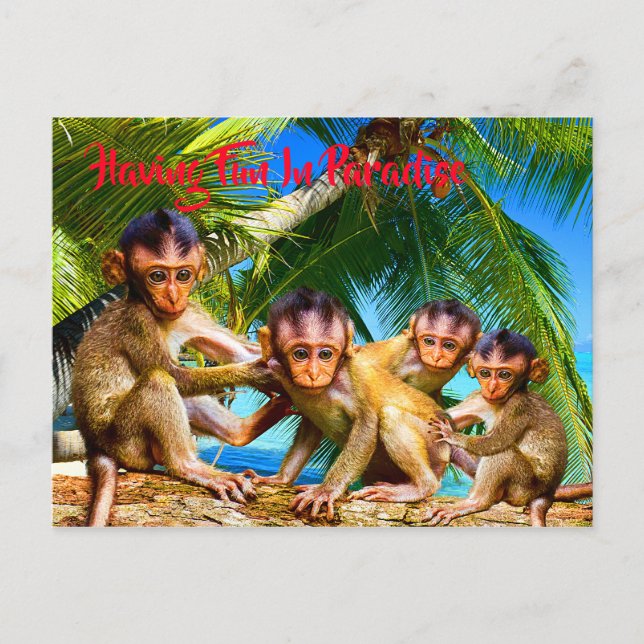 Carte Postale Quatre petits singes (Devant)