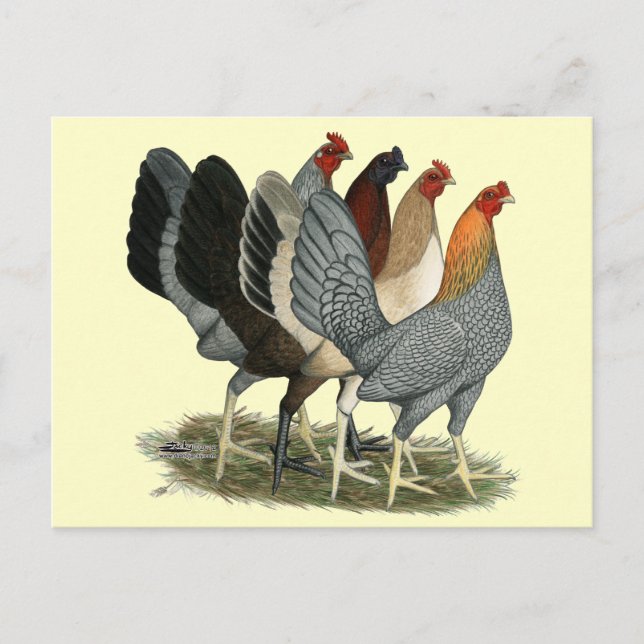 Carte Postale Quatre poules de combat (Devant)