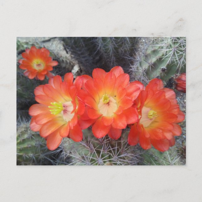 Carte Postale Quatuor Cactus (Devant)