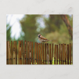 Carte Postale Que regardes-tu ?