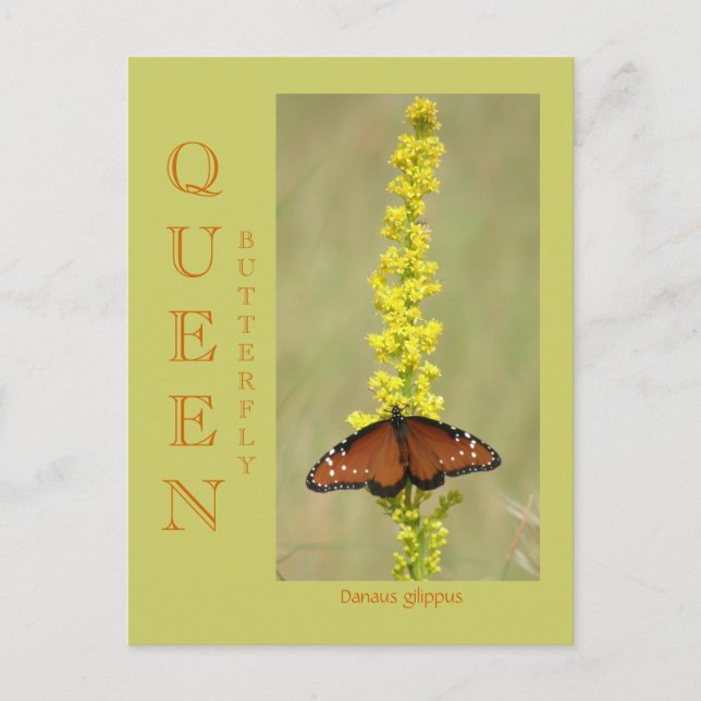 CARTE POSTALE QUEEN BUTTERFLY (Devant)
