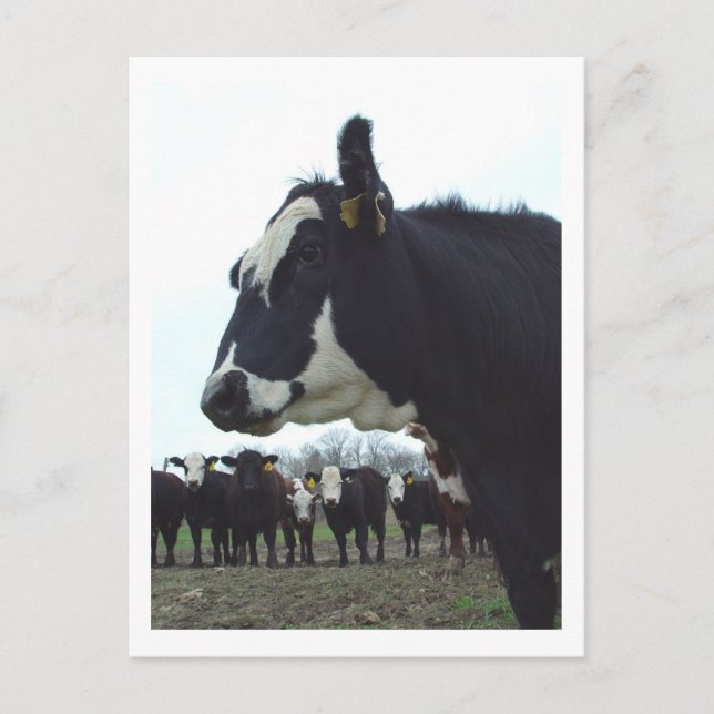 Carte postale Queen Cow (Devant)
