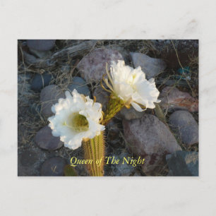 Carte Postale Queen Of The Night Cactus