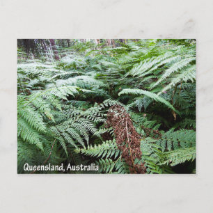 Carte Postale Queensland Australia Postcard