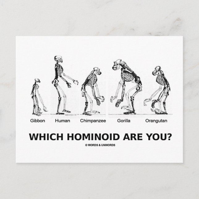 Carte Postale Quel Hominoïde Êtes-Vous ? (Skeletons Hominid) (Devant)