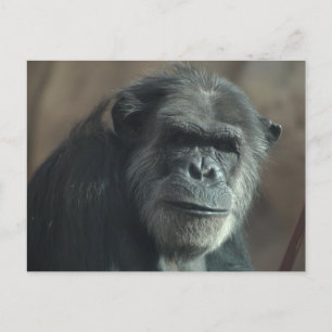 Carte Postale Quel visage ?