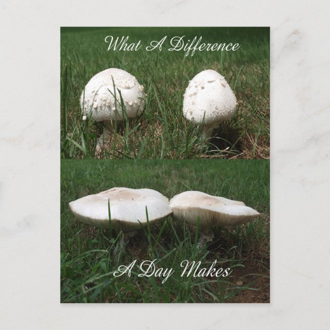 Carte Postale Quelle différence par jour fait (Devant)