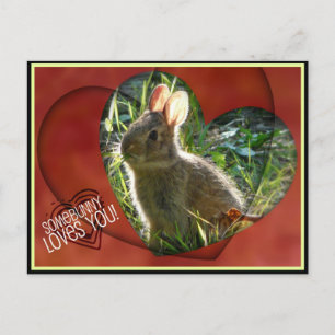 Carte Postale Quelqu'Un Vous Aime ! Photo Bunny