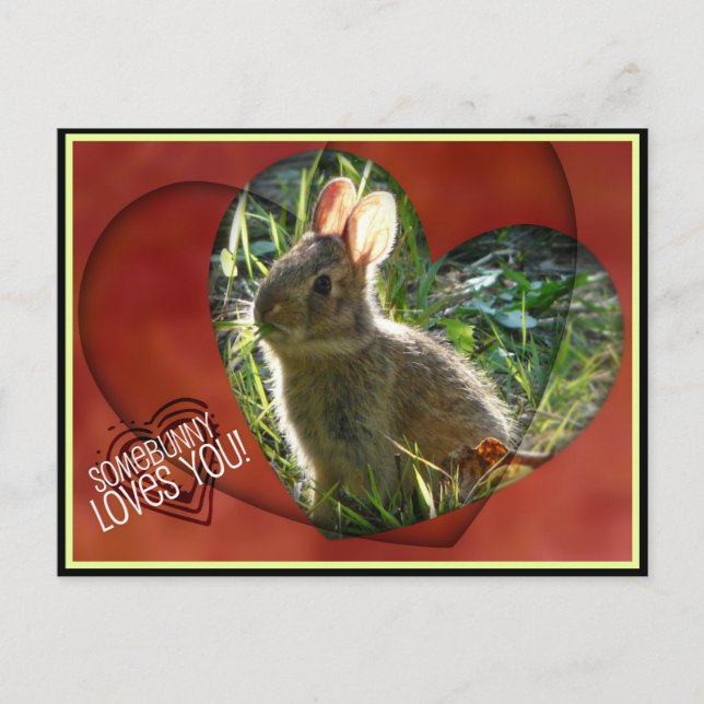 Carte Postale Quelqu'Un Vous Aime ! Photo Bunny (Devant)