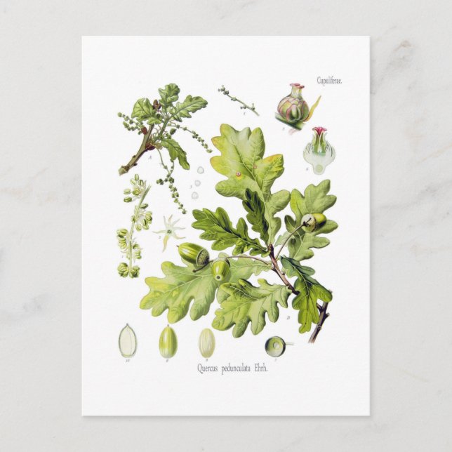 Carte Postale Quercus pedunculata : syn.Q robur. (Chêne anglais) (Devant)
