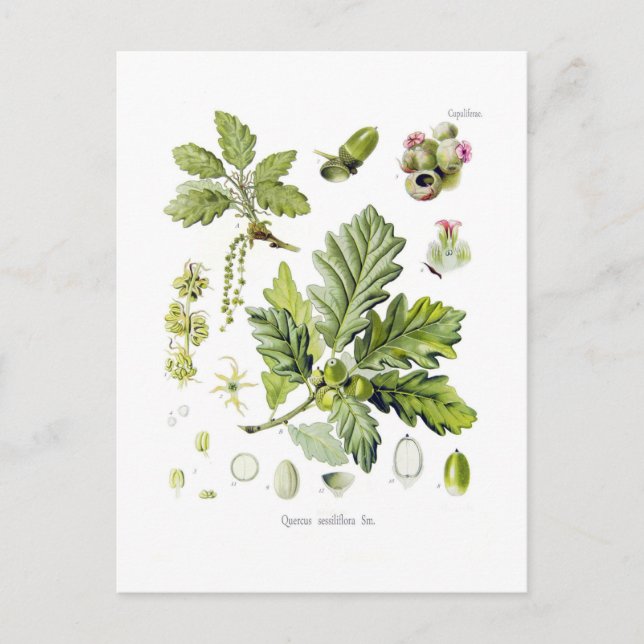 Carte Postale Quercus sessiliflora (chêne de Sessile) (Devant)