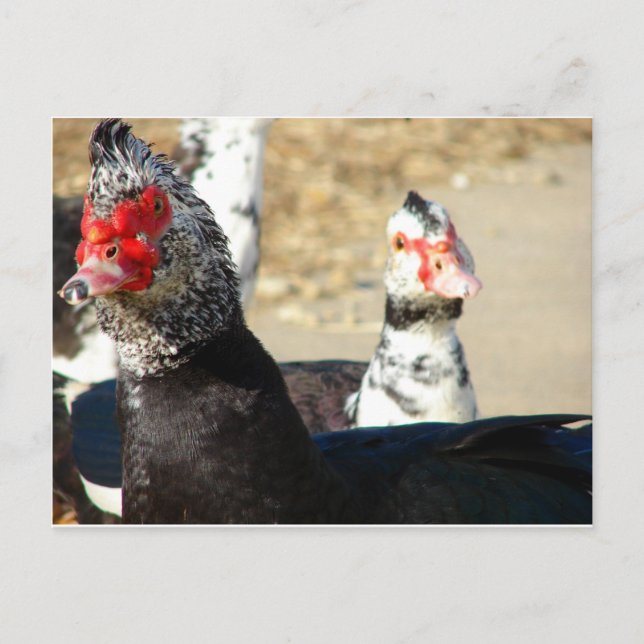 Carte Postale "Qu'est-ce que ça fait ?" (Devant)