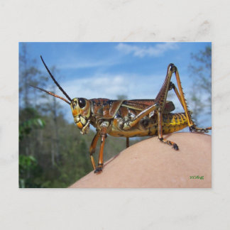 Carte Postale Qu'est-ce que Hoppin ?