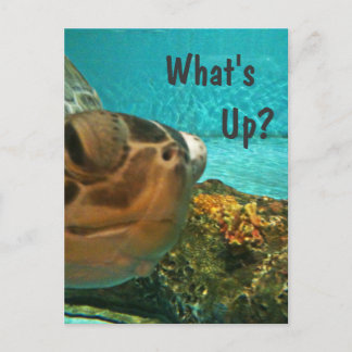 Carte Postale Qu'est-ce que la tortue Selfie