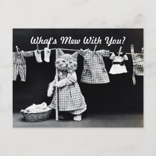 Carte Postale Qu'est-ce que Mew Kitten