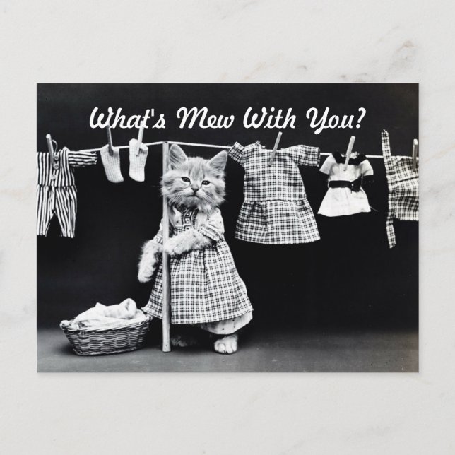 Carte Postale Qu'est-ce que Mew Kitten (Devant)