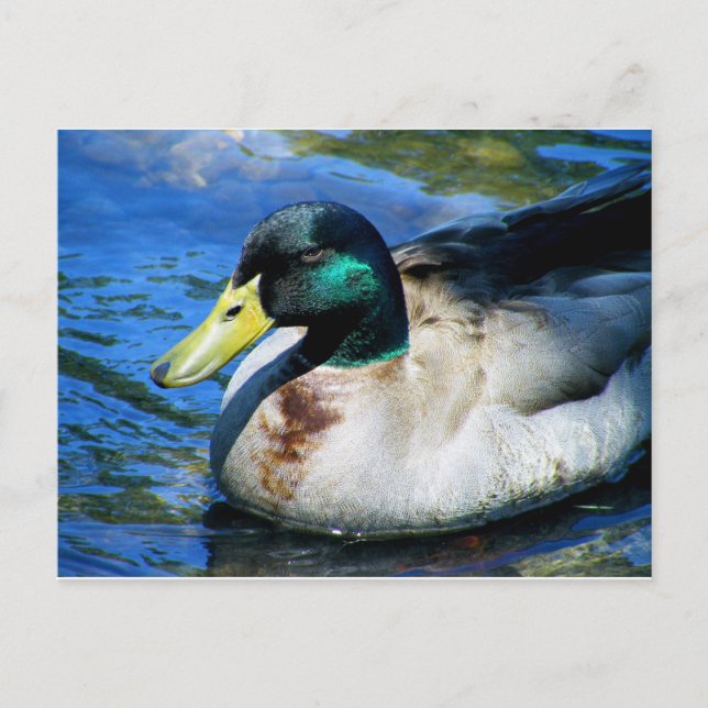 Carte Postale Qu'est-ce que Quackin ? (Devant)