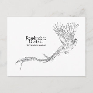 Carte Postale Quetzal resplendant