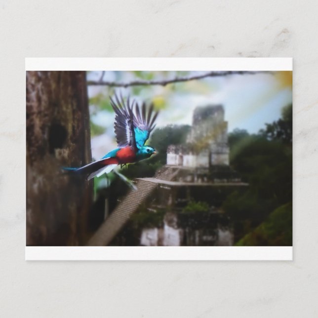 Carte Postale Quetzel à Tikal (Devant)