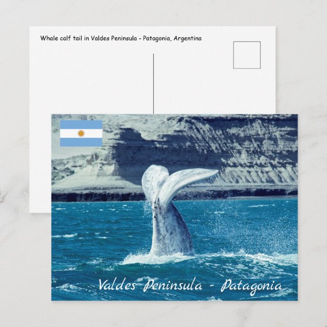 Carte Postale Queue de baleineau - Argentine (Devant / Derrière)