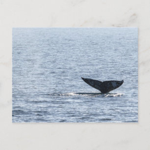 Carte Postale Queue de baleines grises