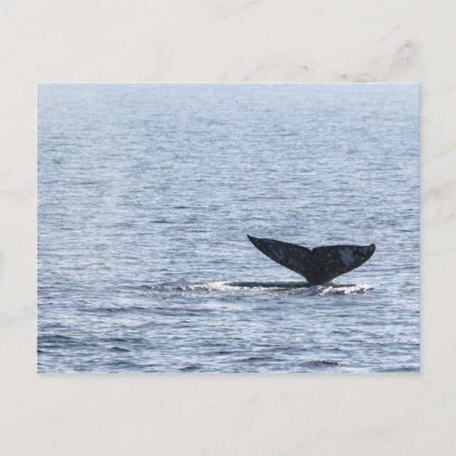Carte Postale Queue de baleines grises (Devant)