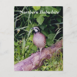 Carte Postale Queue de Bobwhite