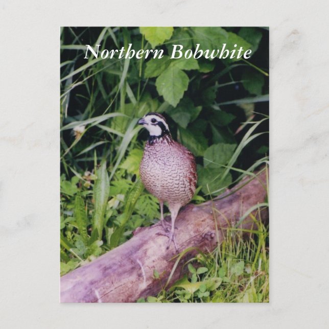 Carte Postale Queue de Bobwhite (Devant)