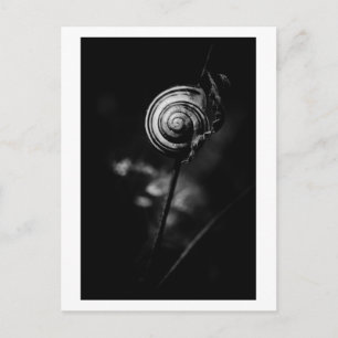 Carte Postale queue de l'escargot