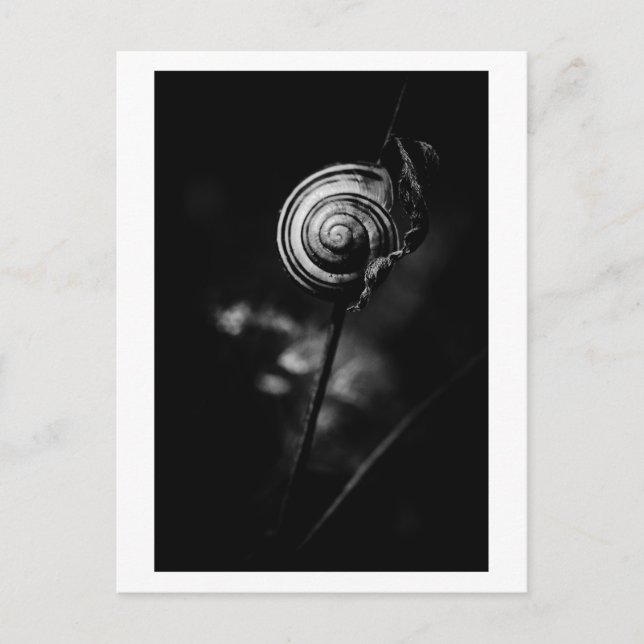 Carte Postale queue de l'escargot (Devant)