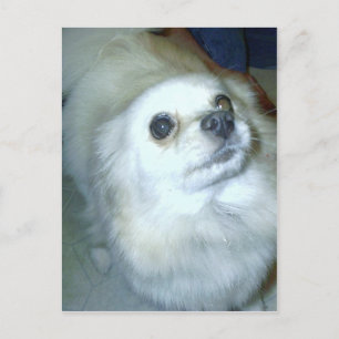 Carte Postale Qui Moi ? Chiot Poméranien