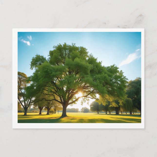 Carte Postale Quiet Time With a Big Tree – Postcard (Devant)