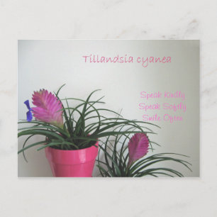 Carte postale Quill Rose Kindly