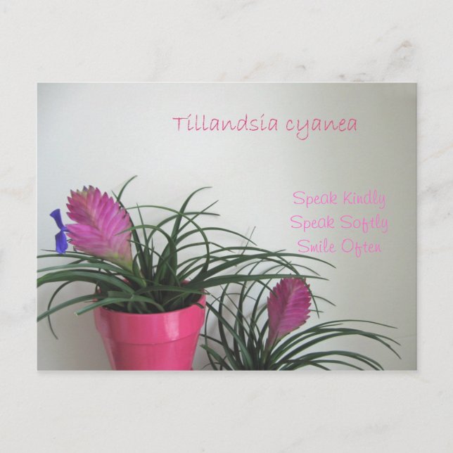 Carte postale Quill Rose Kindly (Devant)
