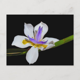 Carte postale - Quinzaine Lily